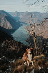 Australian Shepherd sitting on rocky viewpoint above Drina River canyon in Tara National Park, Serbia. Calm pet portrait with dramatic mountain scenery.