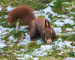 A Beautiful Red Squirrel is Gathering Its Food and Trying to Protect It from Unwanted Visitors on a Snowy Winter Morning