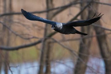 A Western Jackdaw is Gracefully Flying through the Leafless Forest on a Cold Winter Morning