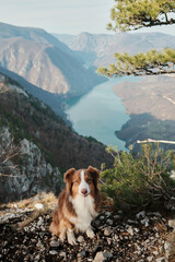Australian Shepherd sitting on rocky ground with Drina River canyon in background, Tara National Park, Serbia. Strong connection between pet and wild nature.