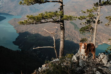 Australian Shepherd standing on mountain ridge with pine trees and Drina River below in Tara National Park, Serbia. Adventure and travel with pet concept.