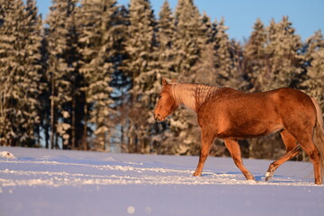 Schönes Pferd von der Abendsonne angestrahlt geht frei und ruhig über schneebedeckte Wiese am...