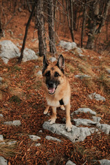 German Shepherd standing on rocky forest ground covered with autumn leaves in Tara National Park, Serbia. Alert dog portrait in natural wilderness setting.