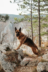 German shepherd standing on rocky forest terrain during hike in Tara National Park, Serbia. Active dog portrait in autumn mountain landscape.