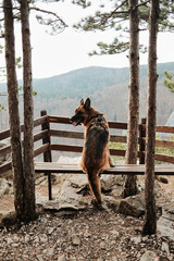 German shepherd sitting on wooden bench at Banjska Stena viewpoint in Tara National Park, Serbia. Calm dog overlooking mountain forest scenery.