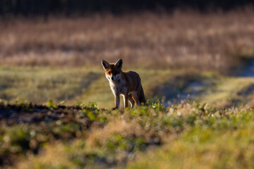A fox in the meadows of the oxbow lake of the Bug River in Podlasie