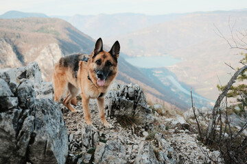 German shepherd standing on rocky cliff with view of Drina River and Perucac Lake in Tara National Park, Serbia. Mountain dog adventure scene.