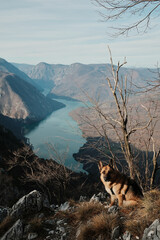 German Shepherd sitting on rocky cliff above Drina River and Perucac Lake in Tara National Park, Serbia. Calm dog portrait with mountain canyon landscape.