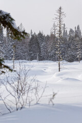 Obraz premium Lac enneigé entouré des sapins