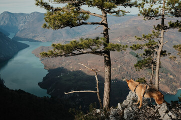German Shepherd standing on rocky viewpoint with pine trees above Drina River and Perucac Lake in Tara National Park, Serbia. Dramatic mountain wilderness scene.
