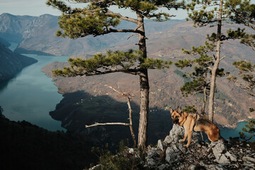 German Shepherd standing on rocky viewpoint with pine trees above Drina River and Perucac Lake in Tara National Park, Serbia. Dramatic mountain wilderness scene.