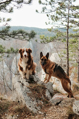 German and Australian Shepherd standing on rocky terrain among pine trees at a high mountain viewpoint in Tara National Park, Serbia. Hiking with pets concept.