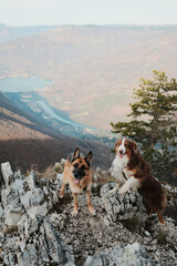German and Australian Shepherd posing on a rocky mountain peak with a winding Drina river far below in Tara National Park, Serbia. Hiking with pets concept.