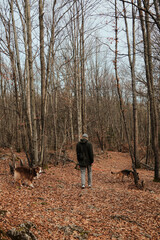 Man walking German and Australian Shepherd along a forest trail covered with autumn leaves in Tara National Park, Serbia. Rear view. Hiking with pets concept.