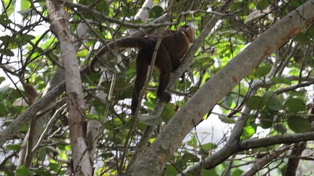 Capuchin Monkeys in Parque Tayrona, Colombia