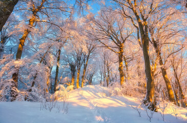Fairy snowy forest in beautiful winter at golden sunset. Colorful landscape with frosty trees in snow, trail, orange sunlight in evening. Snowfall in magical woods. Wintry woodland. Forest in Croatia
