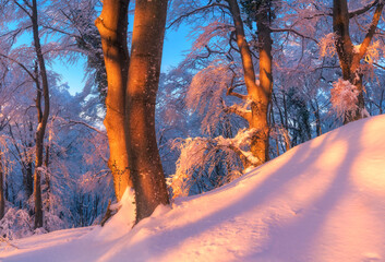 Snow-covered forest in winter with trees illuminated by warm sunset light. Frosted branches, deep snowdrifts and cold seasonal landscape. Natural winter scenery in Croatia. Snowy trees at pink sunset