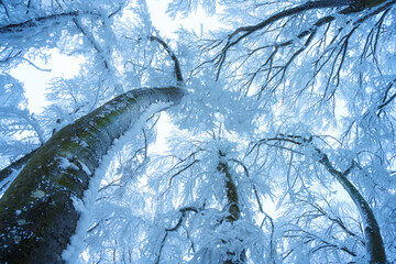 Mystical old tree in blue fog in beautiful winter at dusk. Colorful landscape with magical foggy forest in snow at twilight. Snowfall in misty woods. Mysterious wintry woodland scene. Ethereal tree