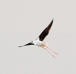 white stork in flight