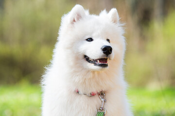 Fototapeta premium Samoyed white dog on a leash on park road Mezaparks, Latvia