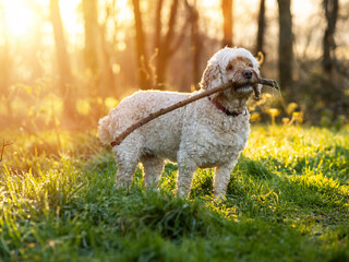 A dog with white fur is is playing with a stick in a grassy field in a park, selective focus, Warm...