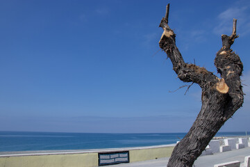Albero sul lungo mare