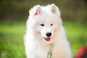 Samoyed puppy dog muzzle portrait