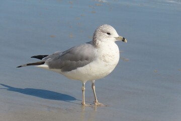 Fototapeta premium Seagull on the beach in Atlantic coast of North Florida