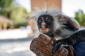 A Red Colobus monkey sits on a wooden structure, looking directly at the camera with a blurred green forest background in Zanzibar.