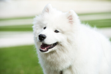 White Samoyed puppy dog sits on the green grass. Dog in nature