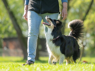 border collie and handler in focused heelwork from the side
