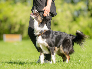 border collie and handler in focused heelwork from the side