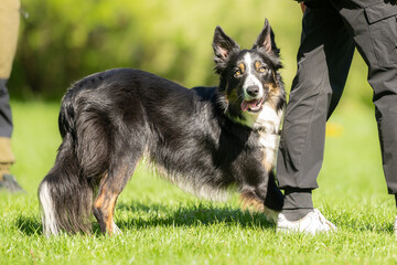 border collie dog in training with a funny distracted side glance