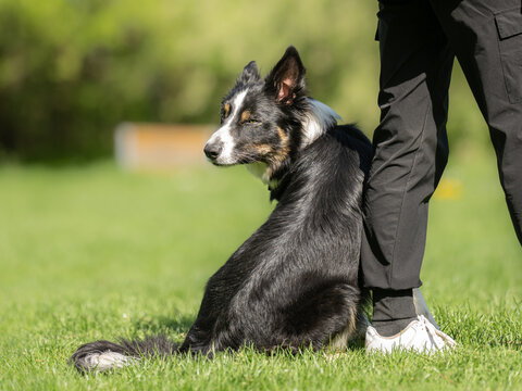 border collie dog glancing back with a curious distracted expression