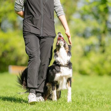 border collie  dog showing accurate heelwork, tight heeling and strong handler engagement