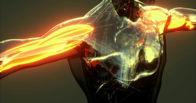 This detailed representation showcases the complex structure of human muscles in the upper body. The visualization features prominent muscle groups illuminated for clarity.