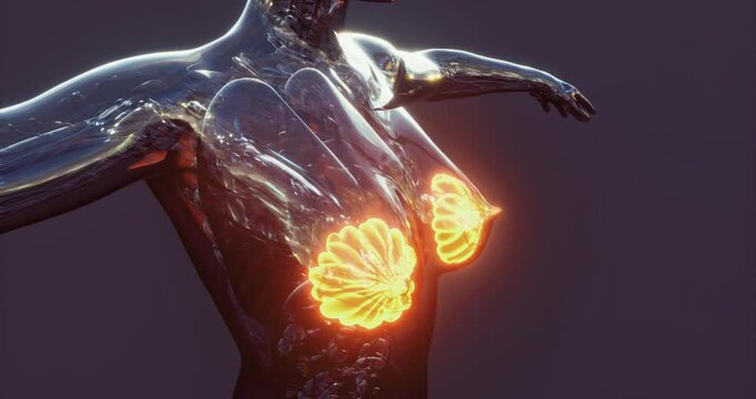 This representation showcases the intricate structure of human mammary glands, highlighting key anatomical features.