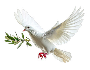 Obraz premium A white bird with spread wings carrying a branch with green leaves