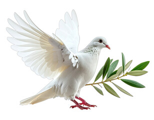 Fototapeta premium A white bird with outstretched wings holding an olive branch, isolated against a transparent background