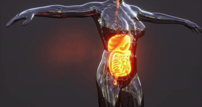 The human digestive system, highlighting key organs and their relationships. The vibrant colors enhance understanding of digestion processes within the body.