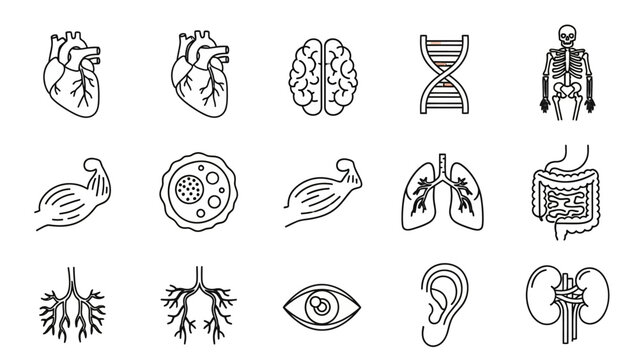 Human Anatomy Icons Set: Heart, Brain, Skeleton, Lungs, DNA, Eye, Ear, Kidneys