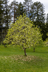 Magnolia tree blooming in spring arboretum in Ottawa, Canada