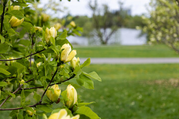 Spring park landscape with yellow magnolia and flowering trees