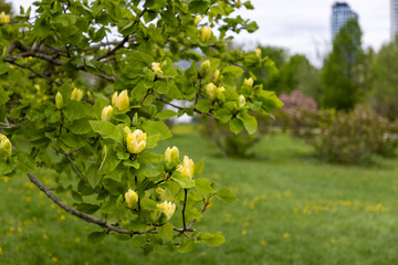 Yellow magnolia blossoms on tree branch in spring park.