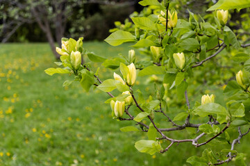 Blooming yellow magnolia tree branches in green meadow in spring park.