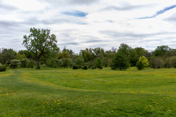 Spring landscape in city park. Green meadow with blooming yellow wildflowers under cloudy sky in Arboterum in Ottawa, Canada