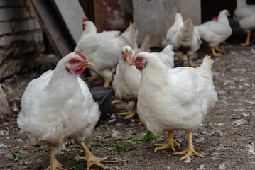 White chickens in a farmyard setting with feathers and hay