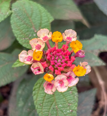 Obraz premium Multicolor Lantana Detail. Macro close-up of Lantana camara showing its natural gradient from yellow to pink in a perfect circular inflorescence.