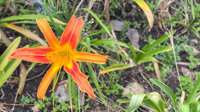 Orange Daylily Flower. Macro detail of Hemerocallis fulva highlighting the orange and yellow tepals with prominent stamens in a sunny garden.