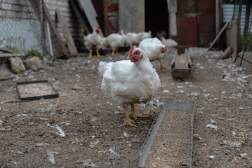 White chickens roaming freely in rustic farmyard setting